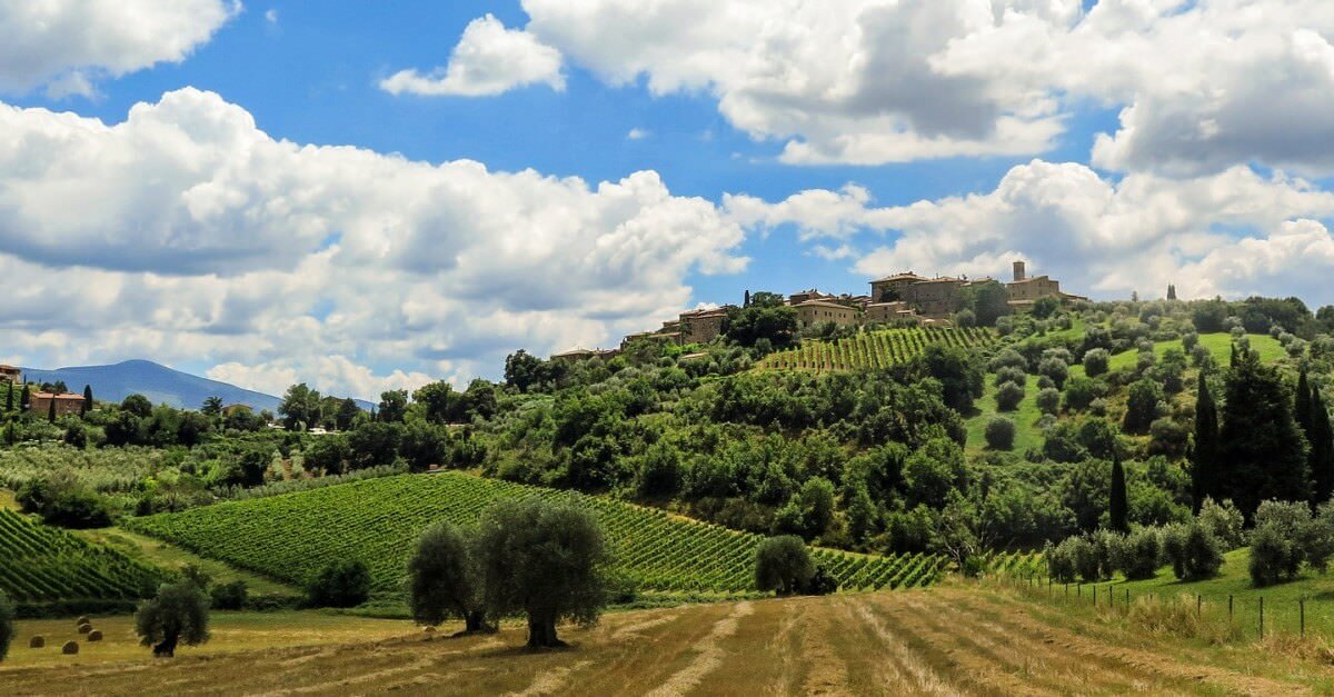 Hügelige Weinberge mit Olivenbäumen in der Toskana