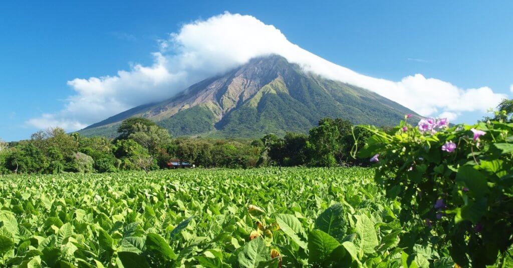 Tabakfeld in Nicaragua